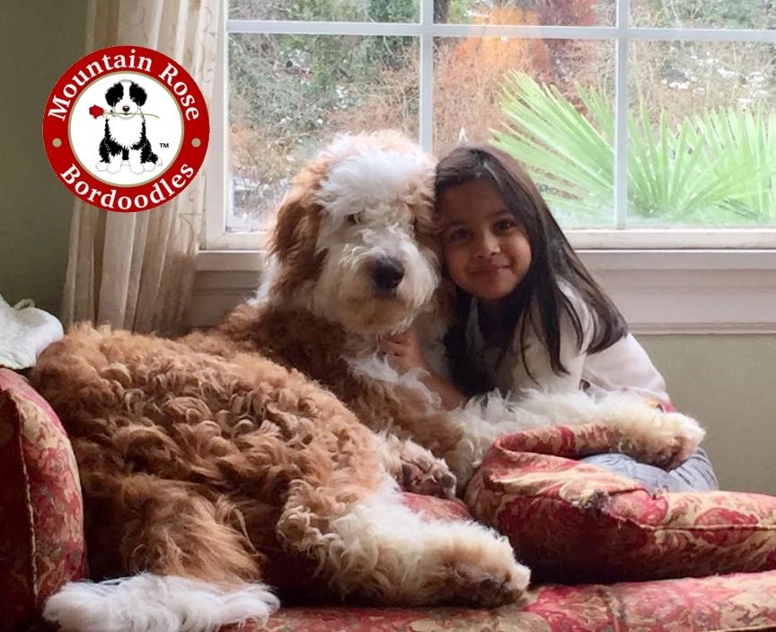 Mountain Rose Kennels